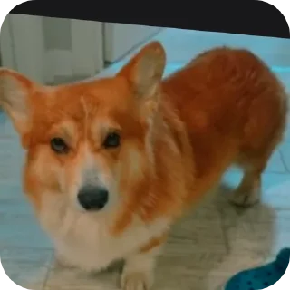 🐶