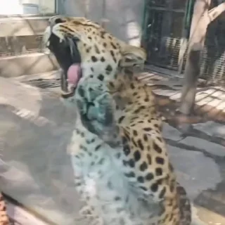 🐈