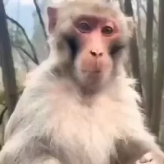 🐵
