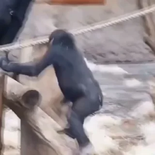 🐒