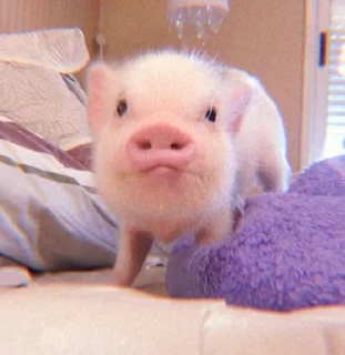 🐽