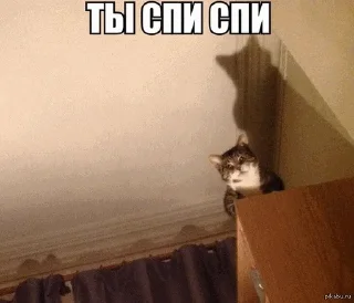 😼