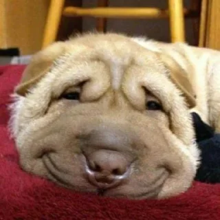 🐕