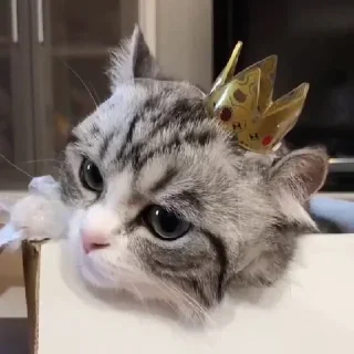 👑