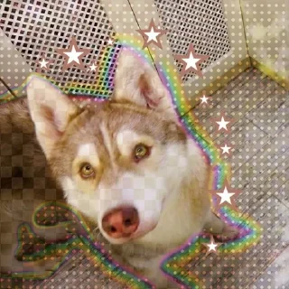 🌟