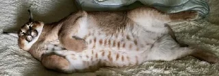 🙀