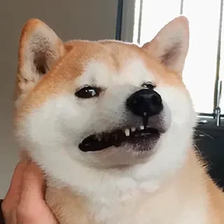 🐶