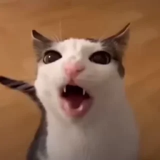 🐈‍⬛️