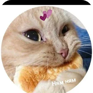 🐱