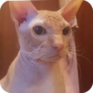 😡