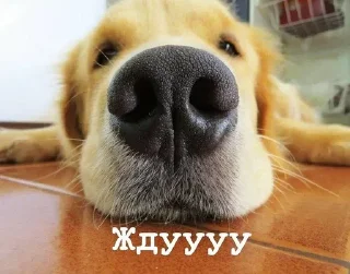 🤥