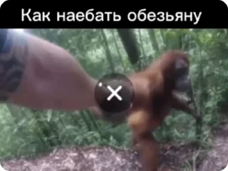 🐵