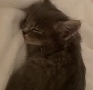 😽