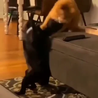 🐈‍⬛️