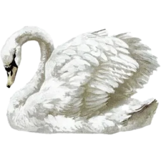 🦢