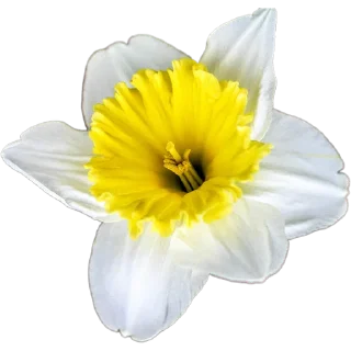 🌼