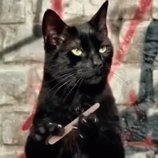 😼