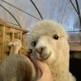 🥰