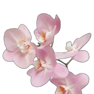 🌸