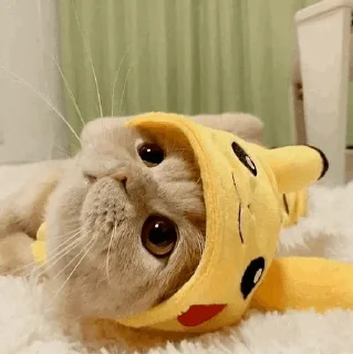 🐾