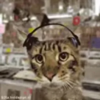 🐈‍⬛