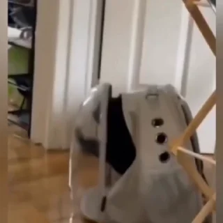 🐈