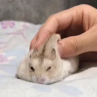🐭