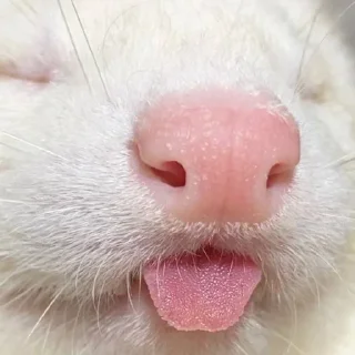 👅