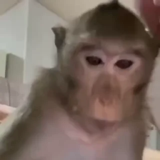 🐵