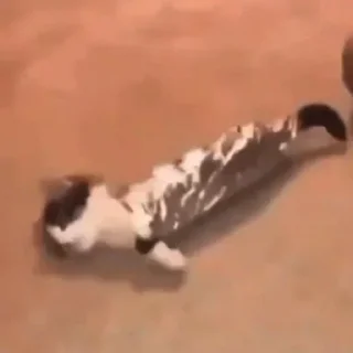 🥚