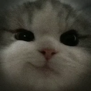 😼