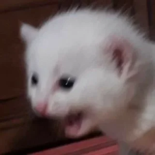 Котятки