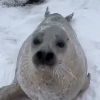 🦭