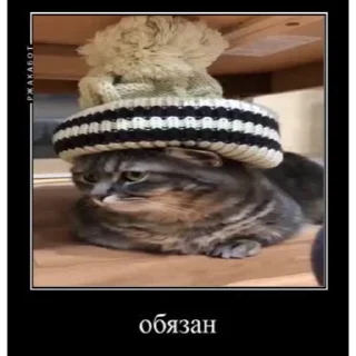 🐈