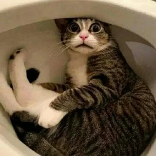 🐈