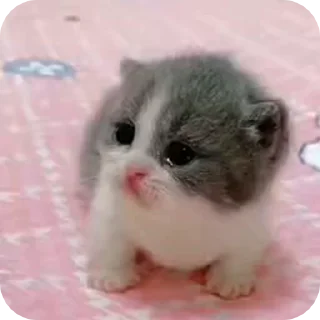 🥺