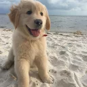 🐶