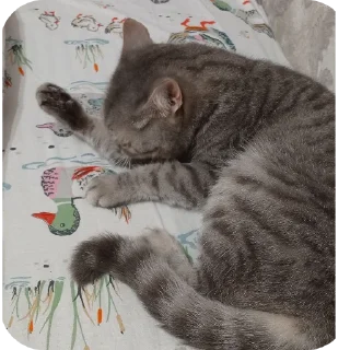 🐱