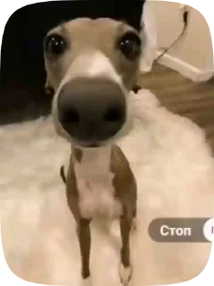 🐶