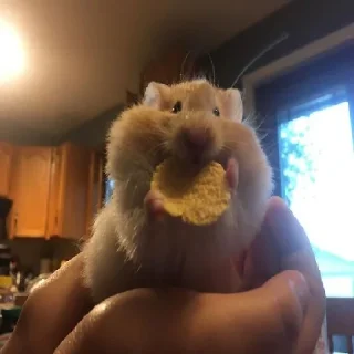 🐹