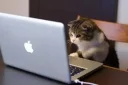 😺