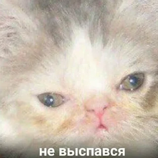 🐶