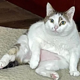 😶