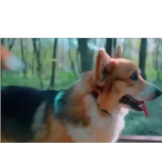 🐶