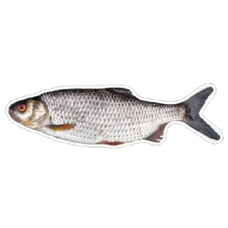 🐟