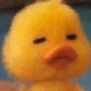Memes
