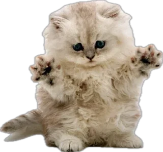 catss