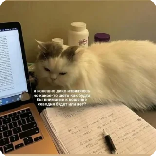 😿