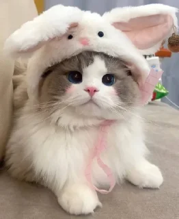 🐱