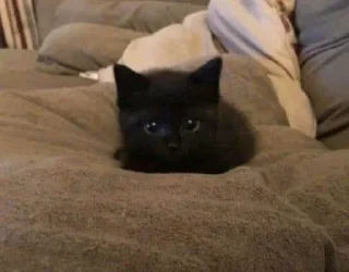 🥺